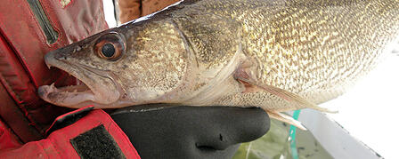 ARTIFICIAL WALLEYE SPAWNING A LABOR OF LOVE ARTIFICIAL WALLEYE SPAWNING A LABOR OF LOVE