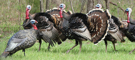 Youth Turkey Hunt Planned in Council Grove Youth Turkey Hunt Planned in Council Grove