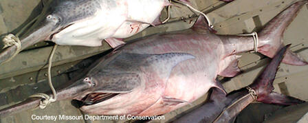 EIGHT INDIVIDUALS INDICTED IN PADDLEFISH-POACHING INVESTIGATION EIGHT INDIVIDUALS INDICTED IN PADDLEFISH-POACHING INVESTIGATION