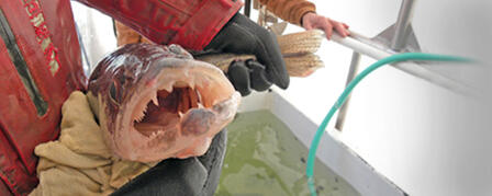 KDWPT VIDEO FEATURES WALLEYE PRODUCTION PROCESS KDWPT VIDEO FEATURES WALLEYE PRODUCTION PROCESS