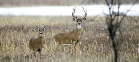 Commission to Consider 2016 Deer Regulations 