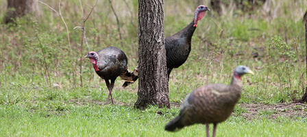 Turkey Permit And Game Tag Combos Discounted Through March 31 Turkey Permit And Game Tag Combos Discounted Through March 31