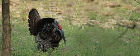 PUBLIC LAND TURKEY HUNTERS ENCOURAGED TO USE iSPORTSMAN PUBLIC LAND TURKEY HUNTERS ENCOURAGED TO USE iSPORTSMAN