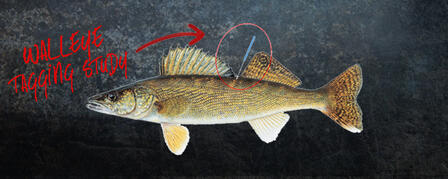 WALLEYE TAGGING STUDY AT MILFORD RESERVOIR WALLEYE TAGGING STUDY AT MILFORD RESERVOIR
