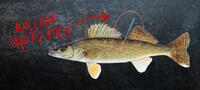WALLEYE TAGGING STUDY AT MILFORD RESERVOIR