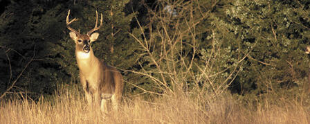 KANSAS WILDLIFE, PARKS AND TOURISM COMMISSION SETS BIG GAME SEASONS KANSAS WILDLIFE, PARKS AND TOURISM COMMISSION SETS BIG GAME SEASONS