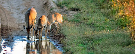 2012 REPORT ON EPIZOOTIC HEMORRHAGIC DISEASE HELPS CLARIFY EXTENT OF OUTBREAK