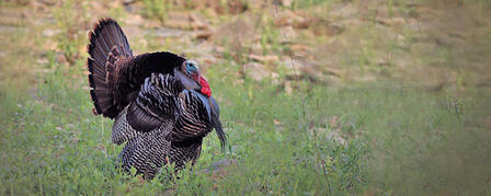 ARRIVAL OF SPRING PUTS TURKEY HUNTING BACK IN FULL STRUT ARRIVAL OF SPRING PUTS TURKEY HUNTING BACK IN FULL STRUT
