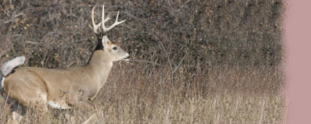 2012 NONRESIDENT DEER APPLICATION DEADLINE APRIL 27 2012 NONRESIDENT DEER APPLICATION DEADLINE APRIL 27