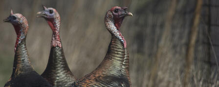 2012 SPRING TURKEY ATLAS NOW AVAILABLE 2012 SPRING TURKEY ATLAS NOW AVAILABLE