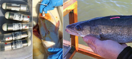 Glen Elder Walleye Carrying Transmitters Glen Elder Walleye Carrying Transmitters