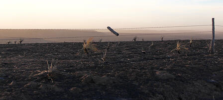 Wild Fire’s Impact