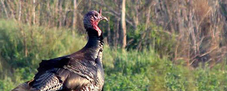 35 SPRING TURKEY SPECIAL HUNTS STILL AVAILABLE 35 SPRING TURKEY SPECIAL HUNTS STILL AVAILABLE