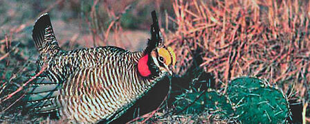 OCCIDENTAL PETROLEUM CORPORATION COMMITS 1.8 MILLION ACRES TO LESSER PRAIRIE-CHICKEN CONSERVATION EFFORTS OCCIDENTAL PETROLEUM CORPORATION COMMITS 1.8 MILLION ACRES TO LESSER PRAIRIE-CHICKEN CONSERVATION EFFORTS