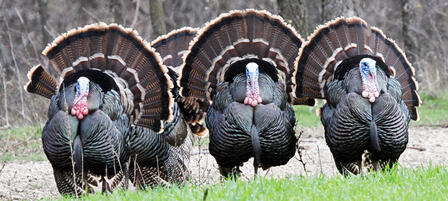 Buy Spring Turkey Combo Before April 1 And Save Buy Spring Turkey Combo Before April 1 And Save