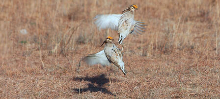 Lesser Prairie Chicken Aerial Surveys to Document Population Trends