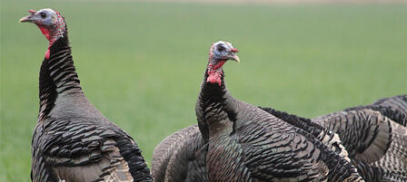 Westar Energy Invites Area Youth To Guided Turkey Hunts