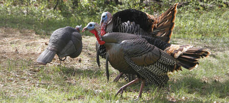 Westar Energy Invites Youth To Turkey Hunt Westar Energy Invites Youth To Turkey Hunt