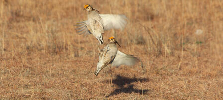 Aerial Surveys to Document Lesser Prairie Chicken Population Trends 