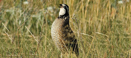 Listen To The Animals At Kansas Wetlands Education Center