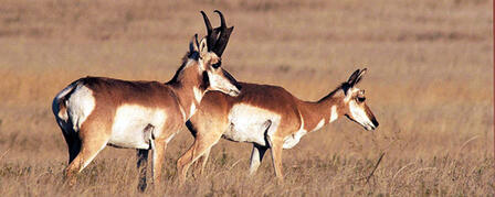 PUBLIC INVITED TO KANSAS WILDLIFE, PARKS AND TOURISM COMMISSION MEETING APRIL 17
