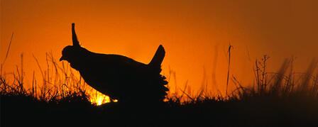 FIVE-STATE LESSER PRAIRIE CHICKEN CONSERVATION PLAN SUBMITTED