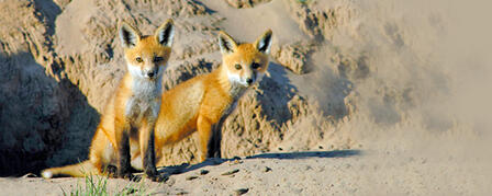 YOUNG WILDLIFE DESERVE TO BE LEFT WILD