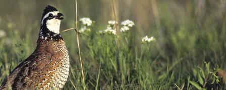KANSAS LAUNCHES NEW BOBWHITE QUAIL INITIATIVE KANSAS LAUNCHES NEW BOBWHITE QUAIL INITIATIVE