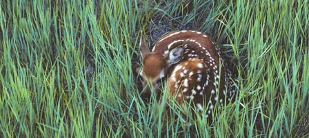 Leave Wildlife Where It Belongs, Wild