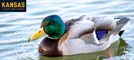 Increased Pressure on Public Waterfowl Hunting Areas Discussed at Wildlife, Parks and Tourism Commission Meeting Increased Pressure on Public Waterfowl Hunting Areas Discussed at Wildlife, Parks and Tourism Commission Meeting