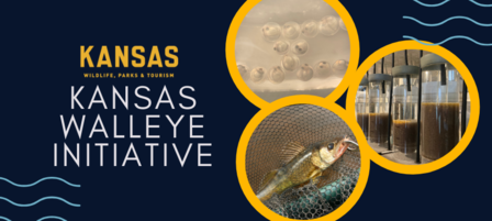 Walleye Initiative Leads to Higher Survival Rate, More Opportunities for Kansas Anglers Walleye Initiative Leads to Higher Survival Rate, More Opportunities for Kansas Anglers