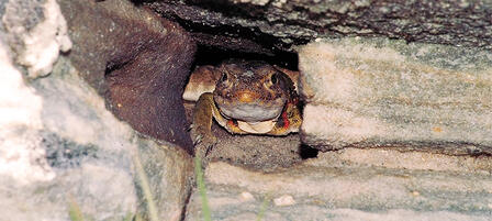 Kansas Herpetological Society to Host Field Trip at Clark State Fishing Lake