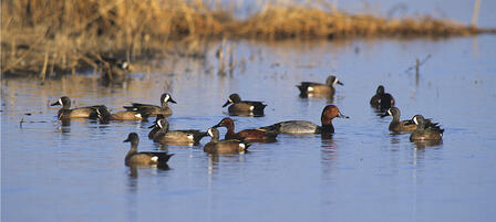 Wildlife, Parks And Tourism Commission To Vote On 2016 Waterfowl Seasons Wildlife, Parks And Tourism Commission To Vote On 2016 Waterfowl Seasons
