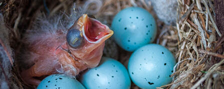 Young Wildlife Rarely Need “Saving”