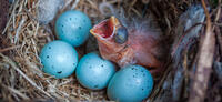 Young Wildlife Rarely Need “Saving”
