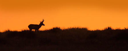 KANSAS WILDLIFE, PARKS AND TOURISM COMMISSION APPROVES 2015-2016 BIG GAME HUNTING SEASONS KANSAS WILDLIFE, PARKS AND TOURISM COMMISSION APPROVES 2015-2016 BIG GAME HUNTING SEASONS