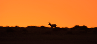 KANSAS WILDLIFE, PARKS AND TOURISM COMMISSION APPROVES 2015-2016 BIG GAME HUNTING SEASONS