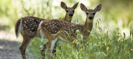 Keep Wildlife Wild Keep Wildlife Wild
