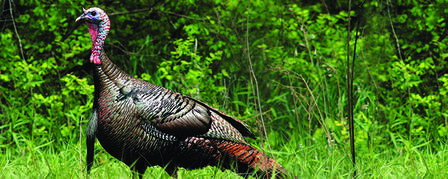 Trophy Turkey Program Recognizes Big Gobblers Trophy Turkey Program Recognizes Big Gobblers