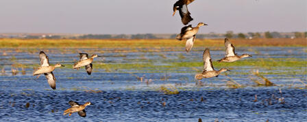KANSAS WILDLIFE, PARKS AND TOURISM COMMISSION EXAMINES EARLY MIGRATORY BIRD SEASONS KANSAS WILDLIFE, PARKS AND TOURISM COMMISSION EXAMINES EARLY MIGRATORY BIRD SEASONS