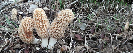 MOREL MUSHROOM HUNTING TIPS MOREL MUSHROOM HUNTING TIPS