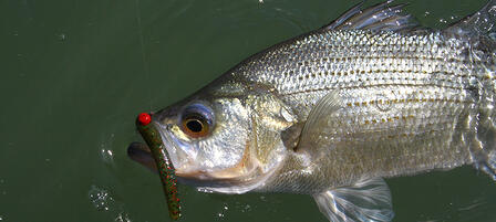 KDWPT Offers These Tips For Anglers