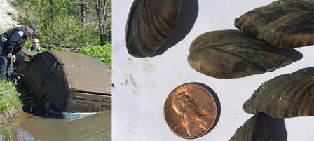Zebra Mussels Found in Osage State Fishing Lake Zebra Mussels Found in Osage State Fishing Lake