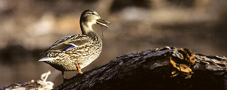 Kansas Duck Zone Boundaries to be Discussed During Information Nights Kansas Duck Zone Boundaries to be Discussed During Information Nights
