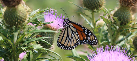 Public Input Needed for Kansas Monarch Conservation Plan Public Input Needed for Kansas Monarch Conservation Plan