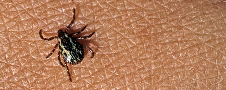 TICK PREVENTION NOT MISSION IMPOSSIBLE TICK PREVENTION NOT MISSION IMPOSSIBLE