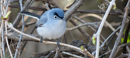 Back-to-Back Birding Events Coming Up