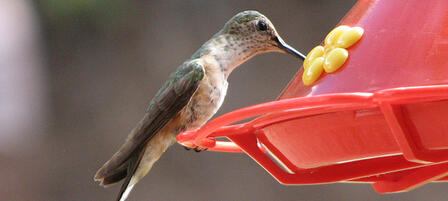 Explore the World of Kansas Hummingbirds April 17 Explore the World of Kansas Hummingbirds April 17