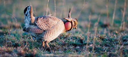 Lesser Prairie-Chicken Range-wide Plan Reports Successful Second Year Lesser Prairie-Chicken Range-wide Plan Reports Successful Second Year