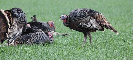 Winner, Winner Turkey Dinner Winner, Winner Turkey Dinner